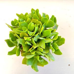 Ruffled jade plant | 4 inch pot | green